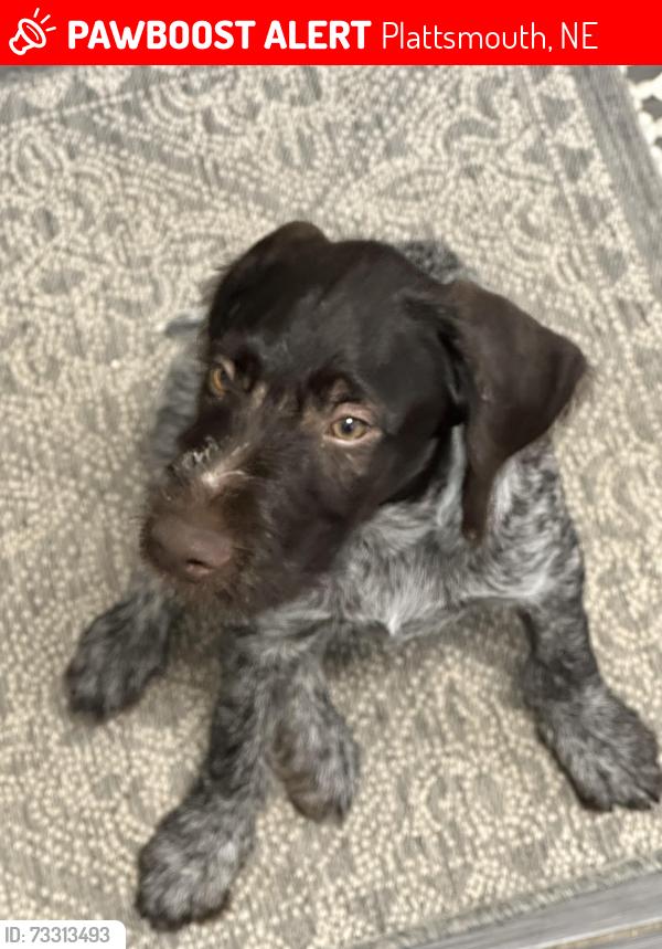 Lost Female Dog last seen Rakes creek wildlife management area, Plattsmouth, NE 68048
