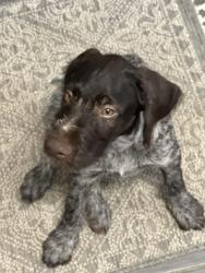 Lost Female Dog last seen Rakes creek wildlife management area, Plattsmouth, NE 68048