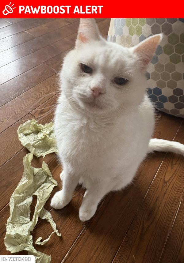 Lost Male Cat last seen Near bauline line ext, Portugal Cove-St. Philip's, NL A1M 2V5