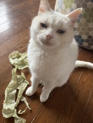 Lost Male Cat last seen Near bauline line ext, Portugal Cove-St. Philip's, NL A1M 2V5