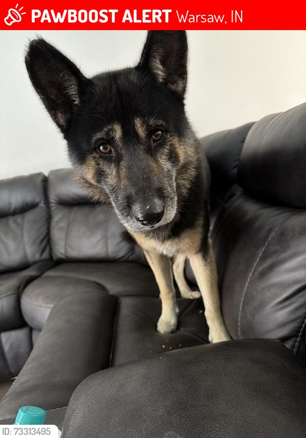 Lost Male Dog last seen Behind Walmart Close to Tippe Downs houses, Warsaw, IN 46582