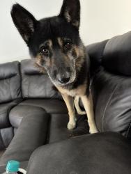 Lost Male Dog last seen Behind Walmart Close to Tippe Downs houses, Warsaw, IN 46582