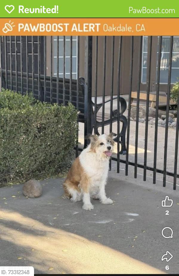 Reunited Female Dog last seen Behind backwoods and scoops in oakdale, ca, Oakdale, CA 95361