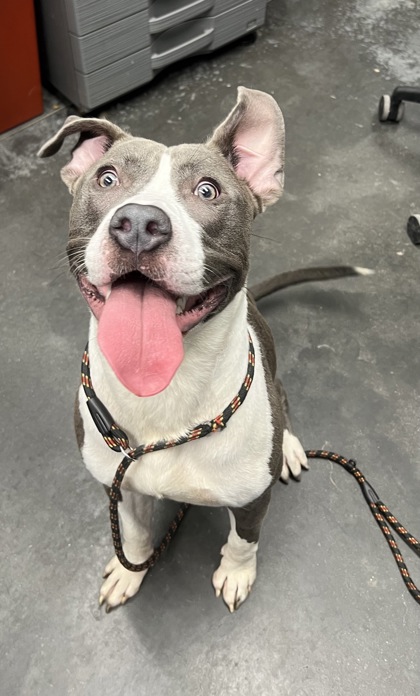 Shelter Stray Male Dog last seen Near Myers Road, Berkeley County, SC, 2455 Remount Rd, North Charleston, SC 29406, USA