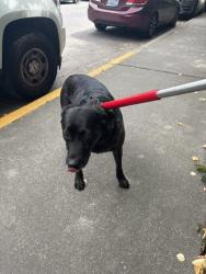 Shelter Stray Female Dog last seen Near Rainier Ave S, Seattle, WA, 2061 15th Ave W, Seattle, WA 98119, USA