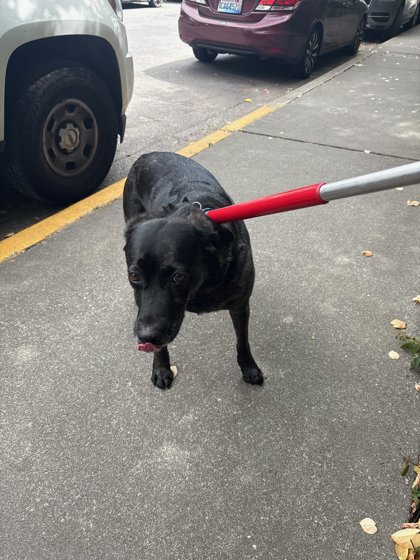 Shelter Stray Female Dog last seen Near Rainier Ave S, Seattle, WA, 2061 15th Ave W, Seattle, WA 98119, USA