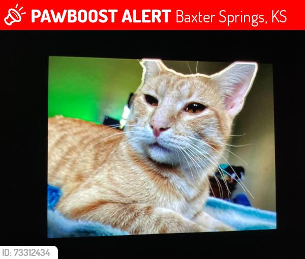 Lost Male Cat last seen Baxter springs, Baxter Springs, KS 66713