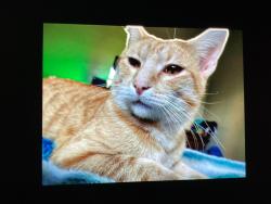 Lost Male Cat last seen Baxter springs, Baxter Springs, KS 66713