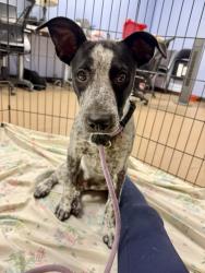 Shelter Stray Male Dog last seen Near Chamblee Tucker Rd, Chamblee, GA 30341, 30341, GA, 3280 Chamblee Dunwoody Rd, Chamblee, GA 30341, USA