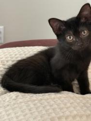 Shelter Stray Female Cat last seen Near Velma Ct Ellenwood Georgia 30294, 30294, GA, 3280 Chamblee Dunwoody Rd, Chamblee, GA 30341, USA