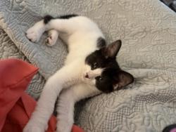 Shelter Stray Male Cat last seen Near Velma Ct Ellenwood Georgia 30294, 30294, GA, 3280 Chamblee Dunwoody Rd, Chamblee, GA 30341, USA