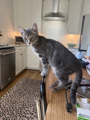 Shelter Stray Female Cat last seen Near Greenvale Drive, Decatur, GA, 30034, 30034, GA, 3280 Chamblee Dunwoody Rd, Chamblee, GA 30341, USA