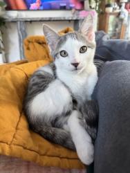 Shelter Stray Male Cat last seen Near Greenvale Drive, Decatur, GA, 30034, 30034, GA, 3280 Chamblee Dunwoody Rd, Chamblee, GA 30341, USA
