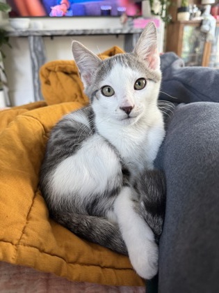 Shelter Stray Male Cat last seen Near Greenvale Drive, Decatur, GA, 30034, 30034, GA, 3280 Chamblee Dunwoody Rd, Chamblee, GA 30341, USA
