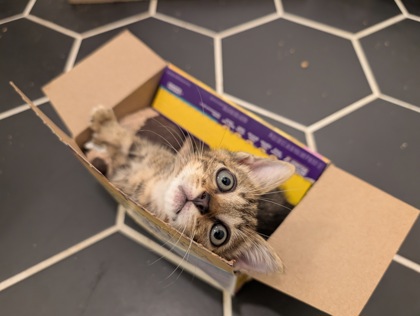 Shelter Stray Female Cat last seen Near Camelot Ct, Tucker, GA 30084, 30084, GA, 3280 Chamblee Dunwoody Rd, Chamblee, GA 30341, USA