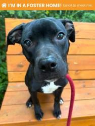 Shelter Stray Male Dog last seen Near S Hanover st, 21230, DE, 2490 Giles Rd, Baltimore, MD 21225, USA