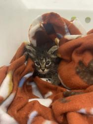 Shelter Stray Female Cat last seen Near Aisquith St, 21218, MD, 2490 Giles Rd, Baltimore, MD 21225, USA