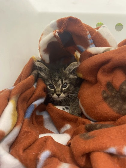 Shelter Stray Female Cat last seen Near Aisquith St, 21218, MD, 2490 Giles Rd, Baltimore, MD 21225, USA
