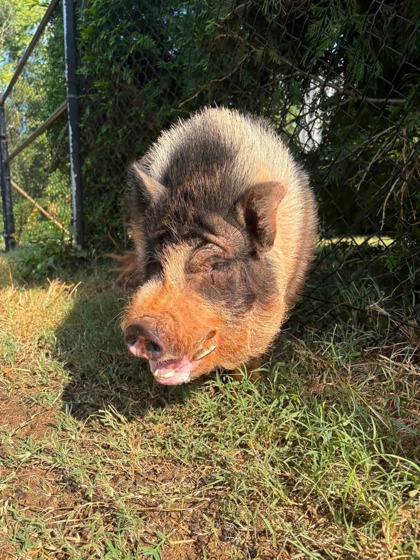 Shelter Stray Male Pig last seen North Major Road, 29627, Anderson County, SC, 1320 US-29, Anderson, SC 29626, USA
