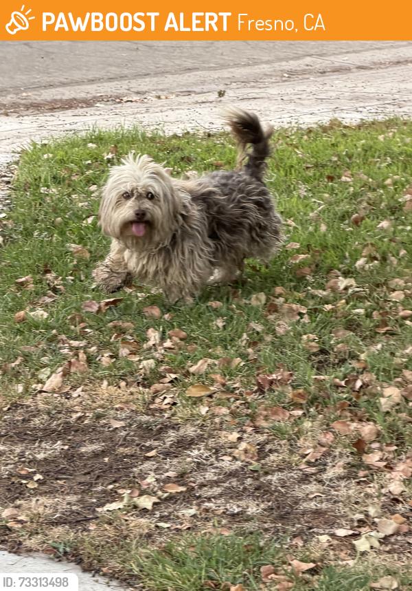 Found/Stray Unknown Dog last seen Simpson & Knoll Ave, Fresno, CA 93722