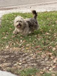Found/Stray Unknown Dog last seen Simpson & Knoll Ave, Fresno, CA 93722