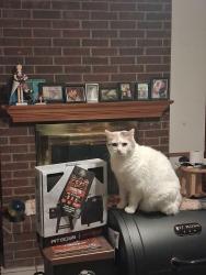 Lost Female Cat last seen hmstd and Sunrose, Albuquerque, NM 87120