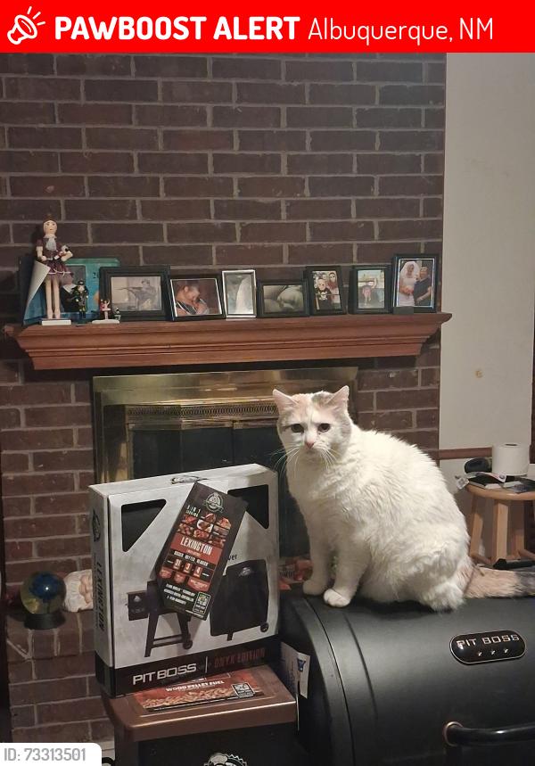 Lost Female Cat last seen hmstd and Sunrose, Albuquerque, NM 87120