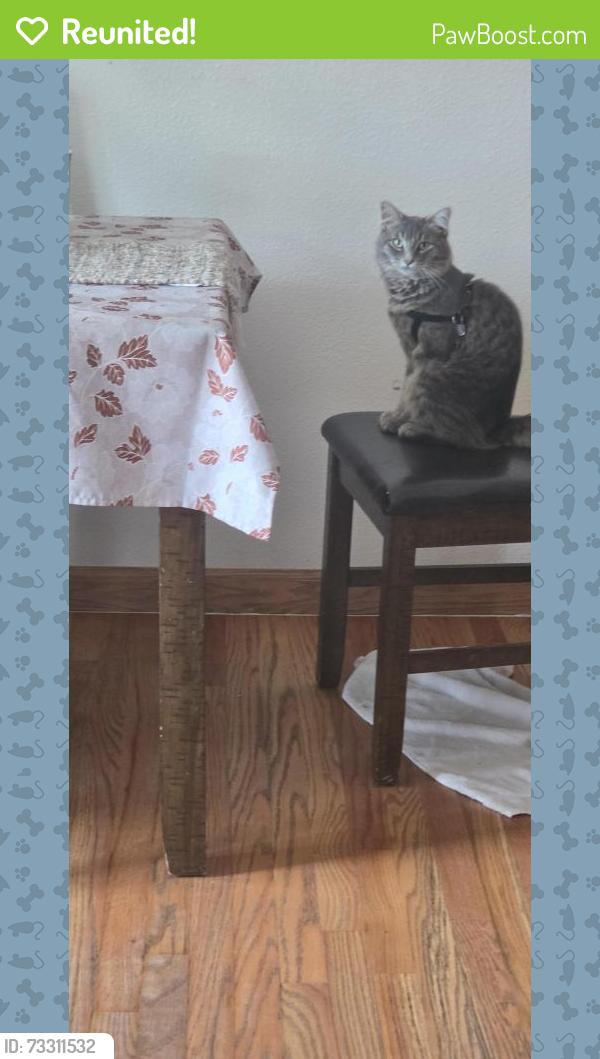 Reunited Male Cat last seen Linvale pl aurora co, Aurora, CO 80013