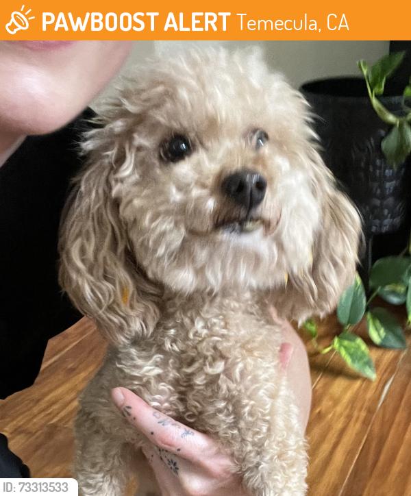 Found/Stray Female Dog last seen Corte Sabrinas & Via La Colorada, Temecula, CA 92592