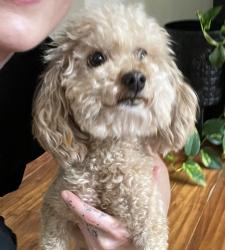 Found/Stray Female Dog last seen Corte Sabrinas & Via La Colorada, Temecula, CA 92592
