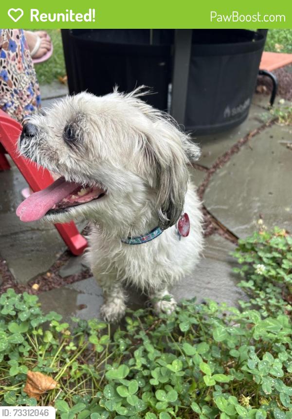 Reunited Male Dog last seen Logan and Stenton, Germantown, Philadelphia, PA 19144