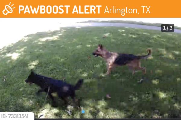 Found/Stray Unknown Dog last seen Wynn terr, Arlington, TX 76014