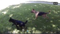 Found/Stray Unknown Dog last seen Wynn terr, Arlington, TX 76014
