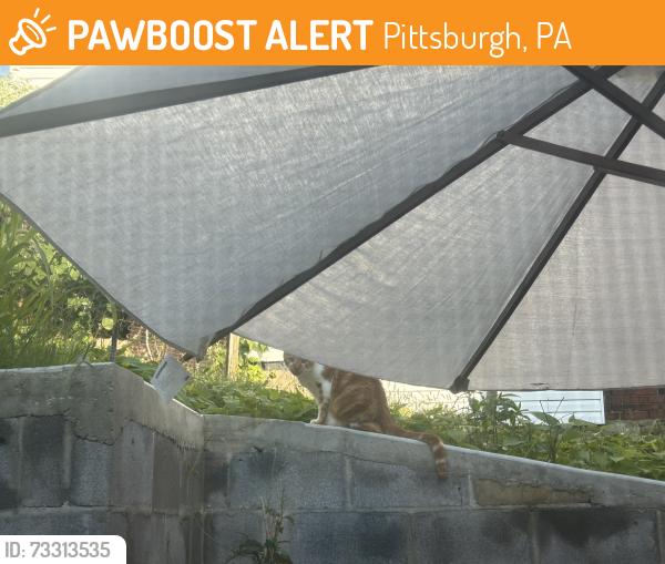 Found/Stray Unknown Cat last seen Garfield, Pittsburgh, PA, Pittsburgh, PA 15224