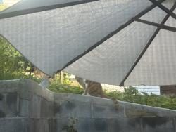 Found/Stray Unknown Cat last seen Garfield, Pittsburgh, PA, Pittsburgh, PA 15224