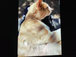 Lost Male Cat last seen Baxter springs, Baxter Springs, KS 66713