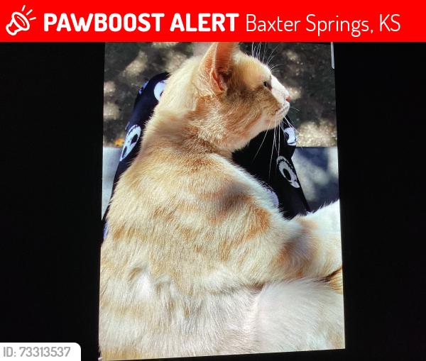Lost Male Cat last seen Baxter springs, Baxter Springs, KS 66713