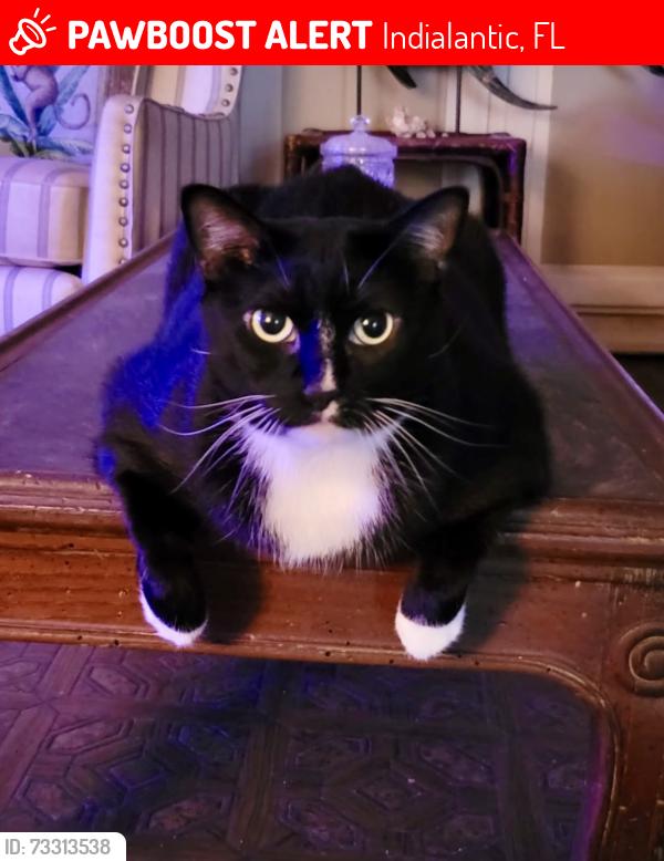 Lost Female Cat last seen Near block of Cocoa Ave, Indialantic, FL 32903