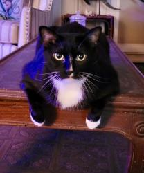 Lost Female Cat last seen Near block of Cocoa Ave, Indialantic, FL 32903