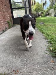 Reunited Female Dog last seen Crooms, Sanford, FL 32771