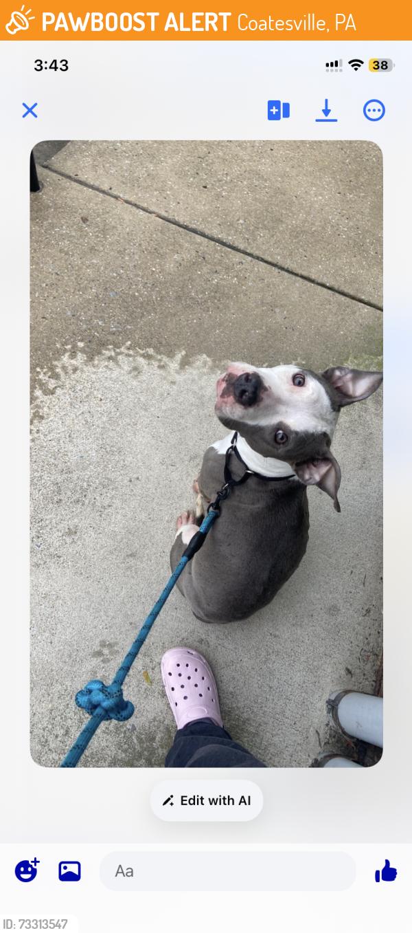 Surrendered Female Dog last seen 1st ave, Coatesville, PA 19320