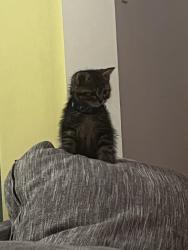 Reunited Male Cat last seen Raftsman Cove and brinwood, Mississauga, ON L5M 7H4