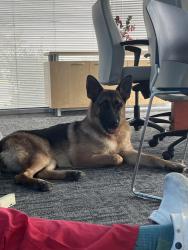 Found/Stray Female Dog last seen Tower Rd / Smith, Aurora, CO 80011