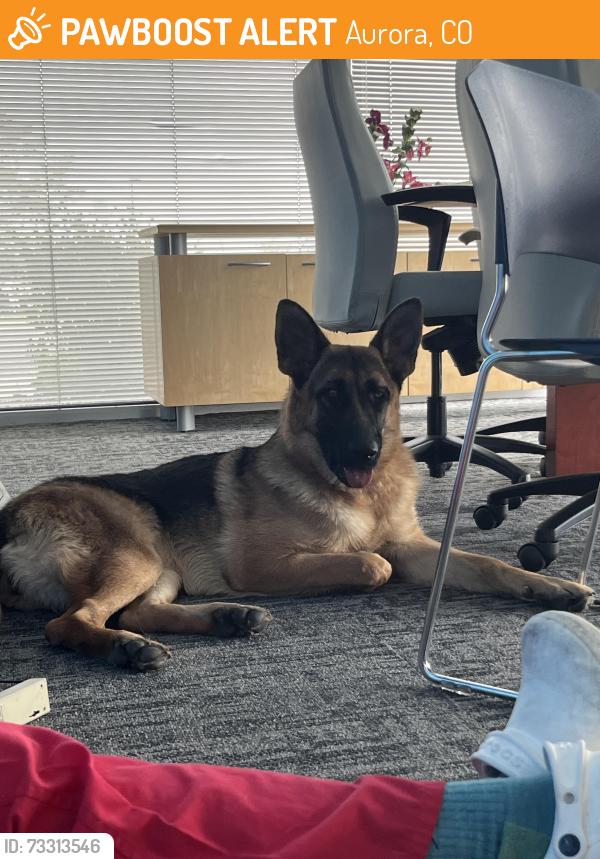 Found/Stray Female Dog last seen Tower Rd / Smith, Aurora, CO 80011