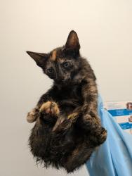 Shelter Stray Female Cat last seen Near 27th Street, San Diego, CA, 92113, 5500 Gaines St, San Diego, CA 92110, USA