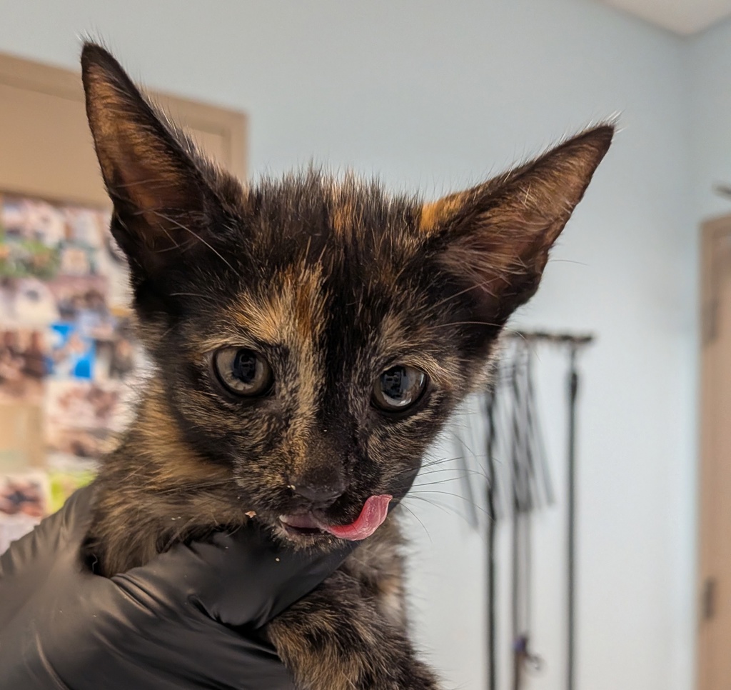 Shelter Stray Female Cat last seen Near 27th Street, San Diego, CA, 92113, 5500 Gaines St, San Diego, CA 92110, USA