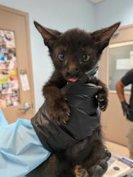 Shelter Stray Male Cat last seen Near 27th Street, San Diego, CA, 92113, 5500 Gaines St, San Diego, CA 92110, USA