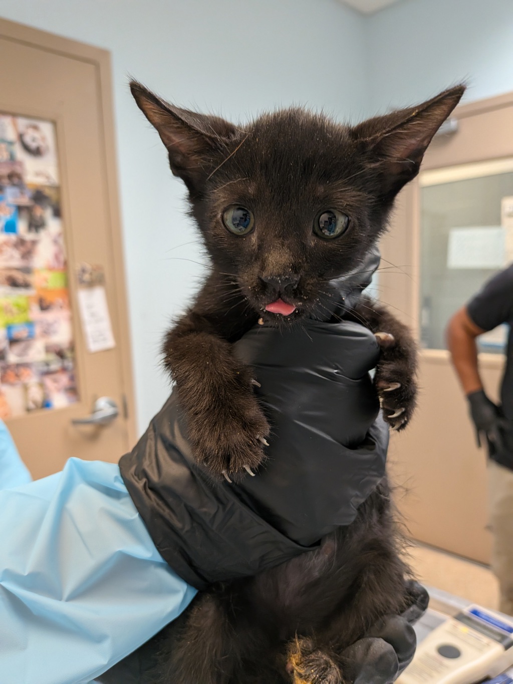 Shelter Stray Male Cat last seen Near 27th Street, San Diego, CA, 92113, 5500 Gaines St, San Diego, CA 92110, USA