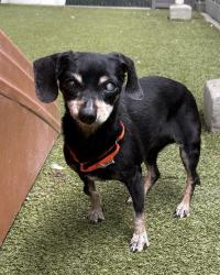 Shelter Stray Female Dog last seen Near S 1500 E, SALT LAKE CITY, UT, 84105, 511 W 3900 S, Salt Lake City, UT 84123, USA
