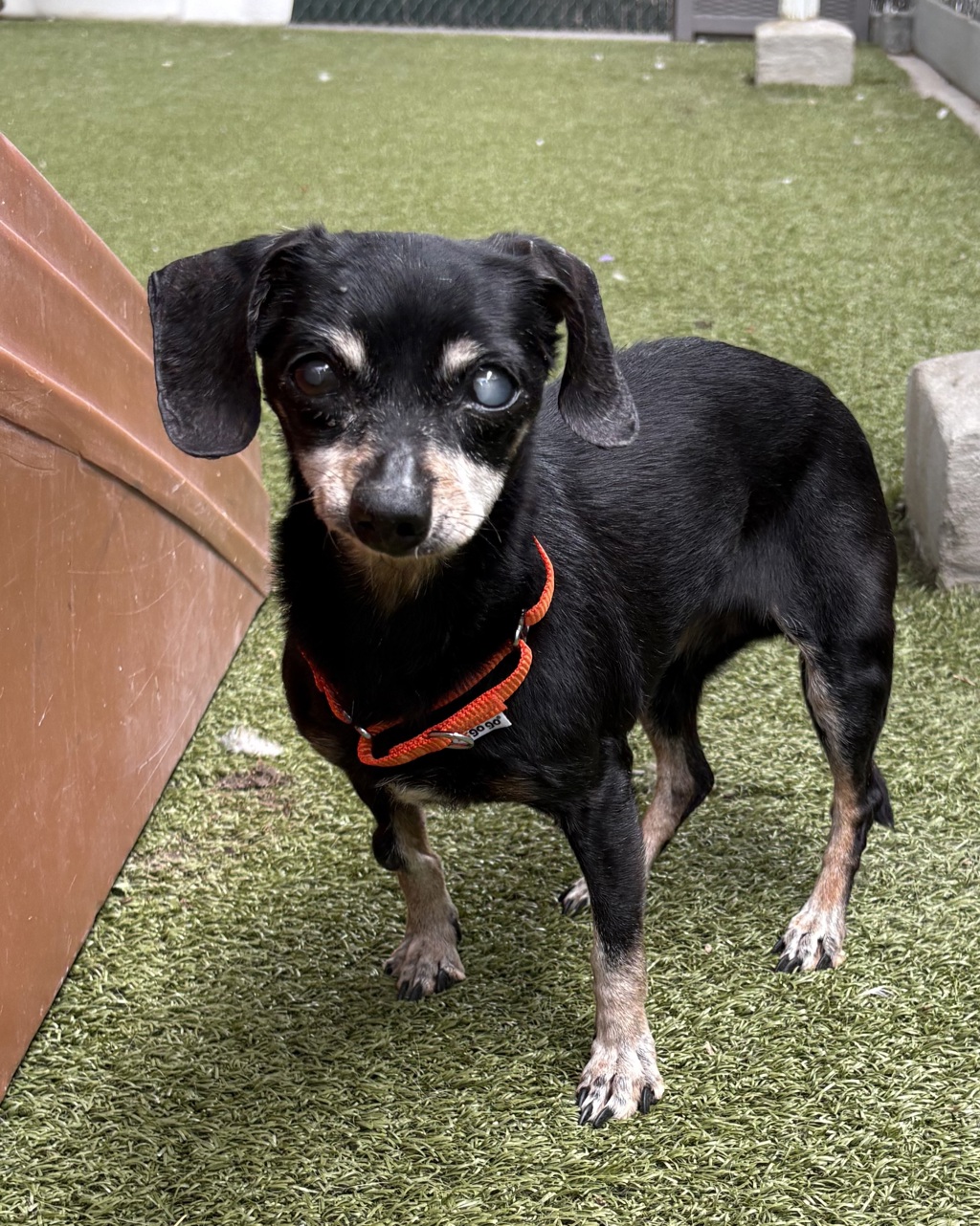 Shelter Stray Female Dog last seen Near S 1500 E, SALT LAKE CITY, UT, 84105, 511 W 3900 S, Salt Lake City, UT 84123, USA